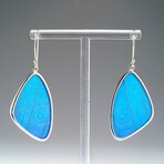 Genuine Blue Morpho Butterfly Wing Earring