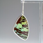 Genuine Madagascan Sunset Butterfly Wing Earring v.2