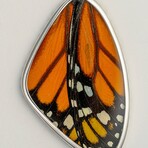 Genuine Monarch Butterfly Wing Pendant with 18" Sterling Silver Necklace