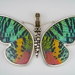 Genuine Madagascan Sunset Butterfly Wing Pendant with 18" Sterling Silver Necklace v.1