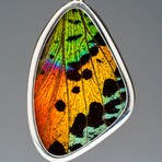 Genuine Madagascan Sunset Butterfly Wing Earring v.1