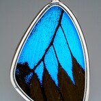 Genuine Ulysses Emperor Butterfly Wing Earring v.2