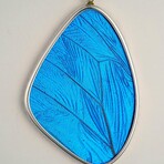 Genuine Blue Morpho Butterfly Wing Pendant with 18" Sterling Silver Necklace