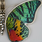 Genuine Madagascan Sunset Butterfly Wing Pendant with 18" Sterling Silver Necklace v.1