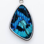 Genuine Small Meliboeus Swordtail Butterfly Wing Pendant with 18" Sterling Silver Necklace