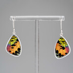 Genuine Madagascan Sunset Butterfly Wing Earring v.3