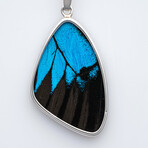 Genuine Ulysses Emperor Butterfly Wing Pendant with 18" Sterling Silver Necklace v.1