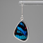 Genuine Meliboeus Swordtail Butterfly Wing Earring