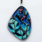 Genuine Large Meliboeus Swordtail Butterfly Wing Pendant with 18" Sterling Silver Necklace