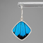 Genuine Ulysses Emperor Butterfly Wing Earring v.3