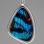 Genuine Meliboeus Swordtail Butterfly Wing Earring