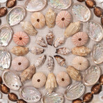 Marin Acrylic Wall Art // Multi-Colored Shells