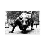 Wall Street Bull Black & White Print on Acrylic Glass by Unknown Artist (24"H x 16"W x 0.25"D)