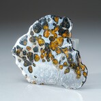 Genuine Natural Seymchan Pallasite Meteorite Slab in display box