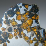 Genuine Natural Seymchan Pallasite Meteorite Slab in display box