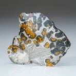 Genuine Natural Seymchan Pallasite Meteorite Slab in display box