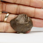 Genuine Natural Sikhote-Alin Meteorite from Russia // 67.3 g