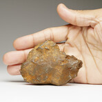 Genuine Natural Sikhote-Alin Meteorite from Russia // 321.4 g