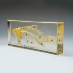 Genuine Large Fish Skeleton in Lucite