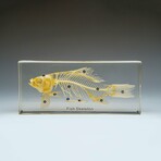 Genuine Large Fish Skeleton in Lucite