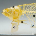 Genuine Large Fish Skeleton in Lucite