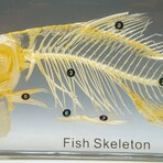 Genuine Large Fish Skeleton in Lucite