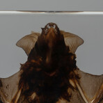 Genuine Large Brown Japanese House Bat in Lucite