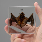 Genuine Small Bat in Lucite