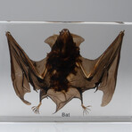 Genuine Large Brown Japanese House Bat in Lucite