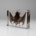 Genuine Large Brown Japanese House Bat in Lucite