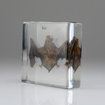 Genuine Small Bat in Lucite