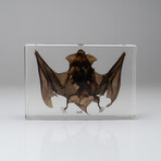 Genuine Large Brown Japanese House Bat in Lucite