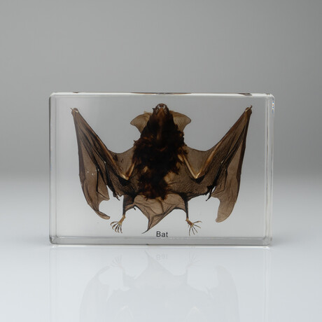 Genuine Large Brown Japanese House Bat in Lucite