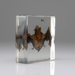 Genuine Small Bat in Lucite