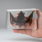 Genuine Large Brown Japanese House Bat in Lucite