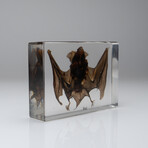 Genuine Large Brown Japanese House Bat in Lucite