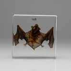 Genuine Small Bat in Lucite