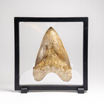 Genuine Megalodon Shark Tooth in Display Box // 277 g