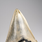 Genuine Megalodon Shark Tooth in Display Box // 191.9 g