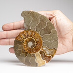 Genuine Polished Ammonite Slice // 207 g