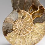 Genuine Polished Ammonite Slice // 189.5 g