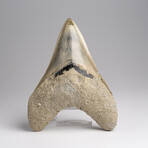 Genuine Megalodon Shark Tooth in Display Box // 191.9 g