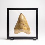 Genuine Megalodon Shark Tooth in Display Box // 203.6 g