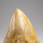 Genuine Megalodon Shark Tooth in Display Box // 203.6 g