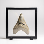 Genuine Megalodon Shark Tooth in Display Box // 191.9 g