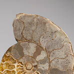 Genuine Polished Ammonite Slice // 317.6 g