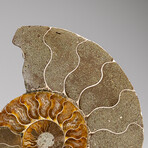 Genuine Polished Ammonite Slice // 207 g