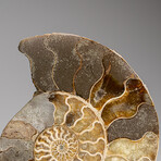 Genuine Polished Ammonite Slice // 189.5 g