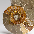 Genuine Polished Ammonite Slice // 207 g