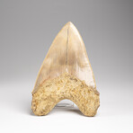 Genuine Megalodon Shark Tooth in Display Box // 277 g